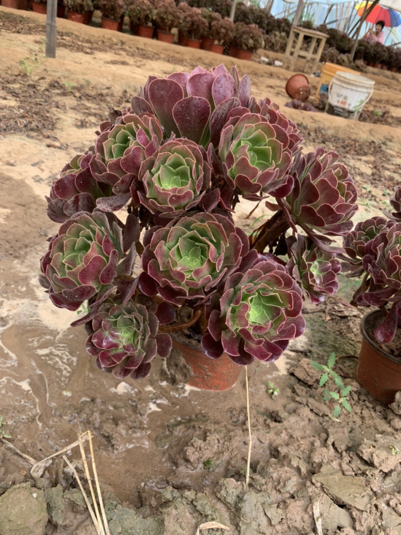 清棚处理老桩多肉植物法师欧版紫羊绒，尺寸大花型周正！