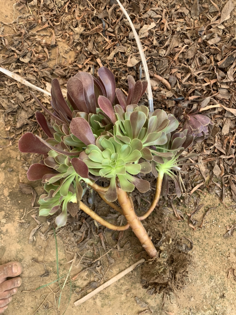 清棚处理老桩多肉植物法师欧版紫羊绒，尺寸大花型周正！