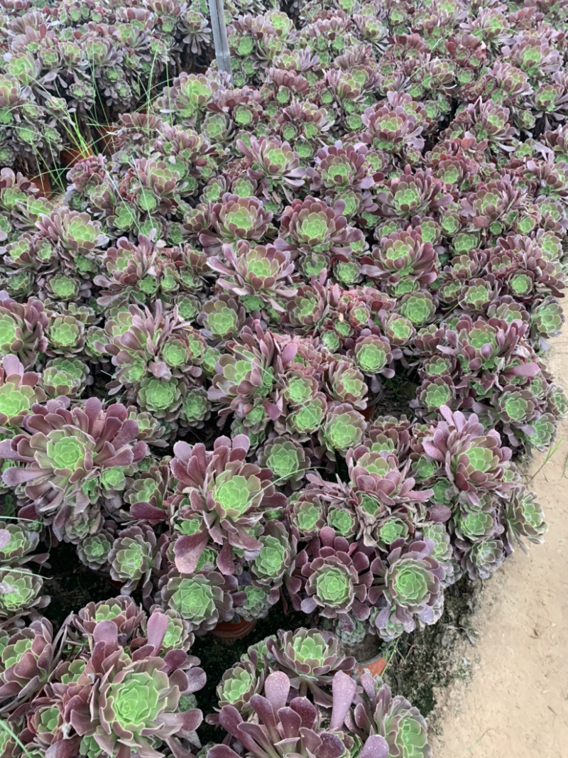 清棚处理老桩多肉植物法师欧版紫羊绒，尺寸大花型周正！