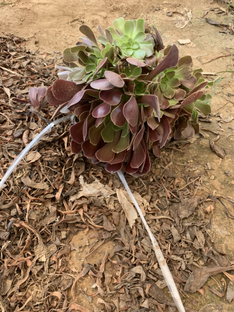 清棚处理老桩多肉植物法师欧版紫羊绒，尺寸大花型周正！