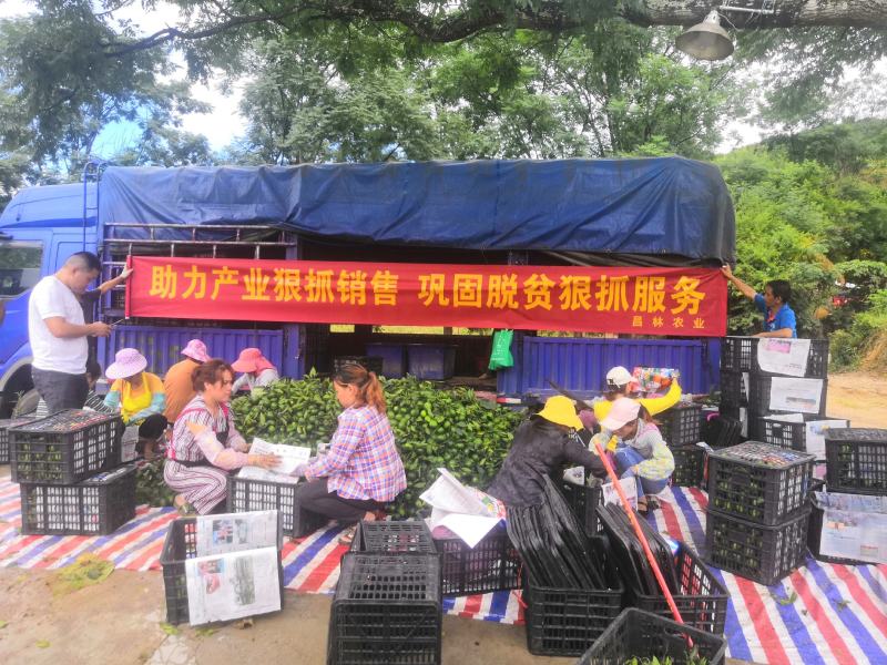 云南蜜桔堂上蜜桔特早蜜桔