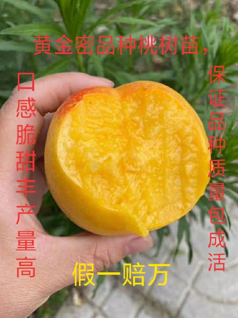 黄桃苗，口感脆甜，含糖量高，品种保证质量，长期合作