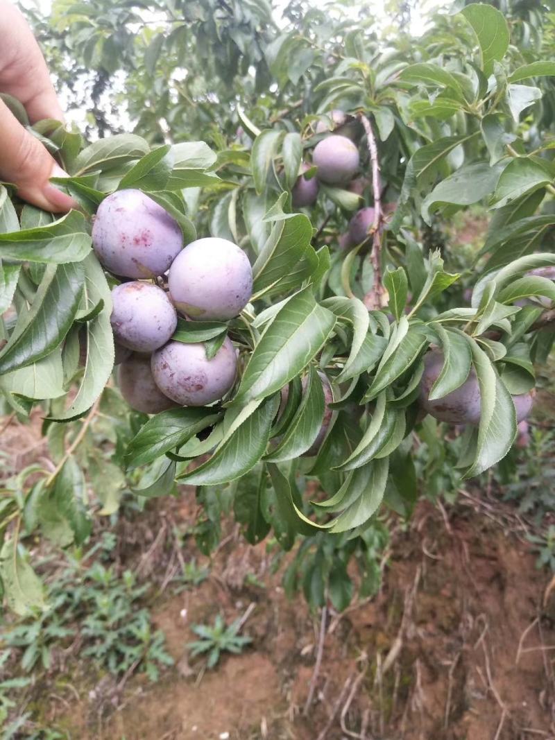 脆红李子一手货源，直达价格美丽