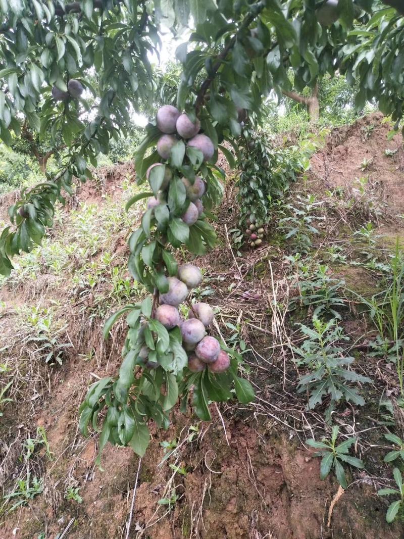 脆红李子一手货源，直达价格美丽
