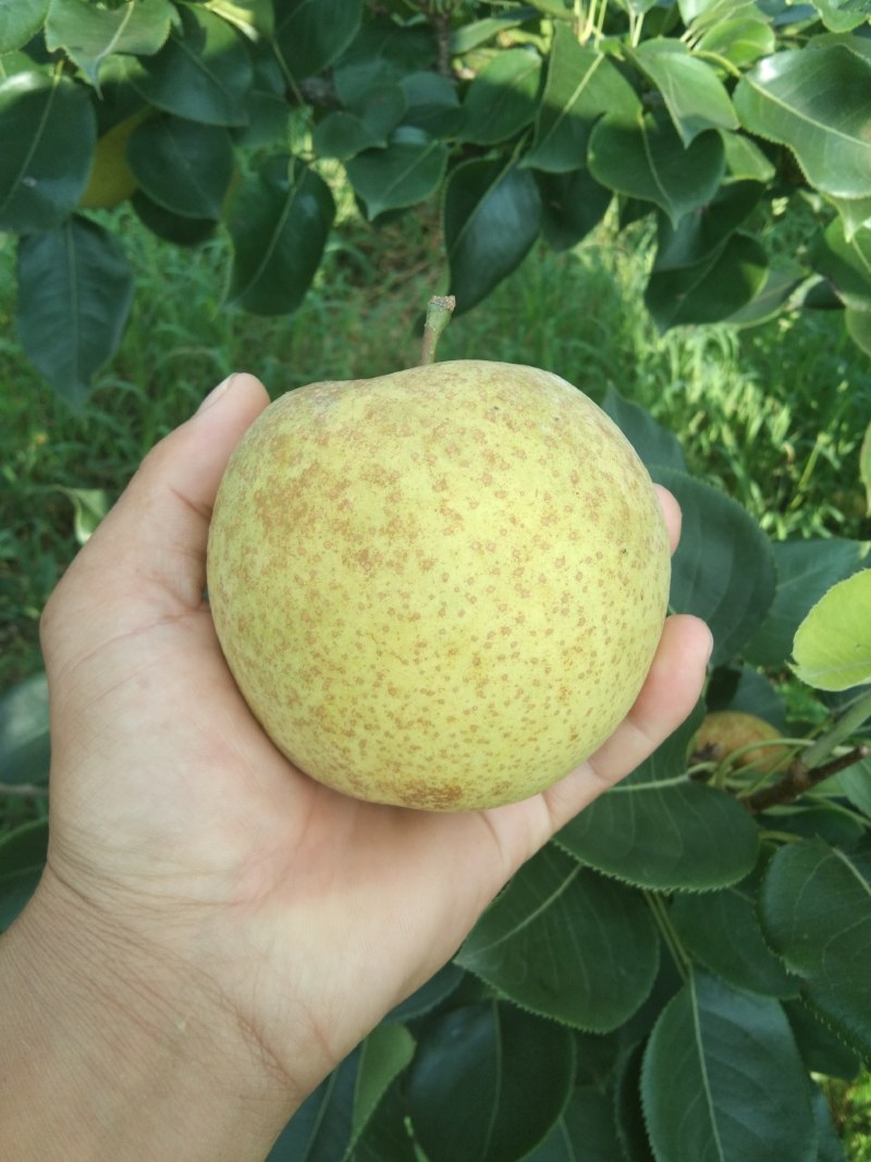黄金梨，上市了口感翠甜，含糖14