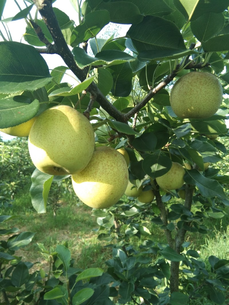 黄金梨，上市了口感翠甜，含糖14