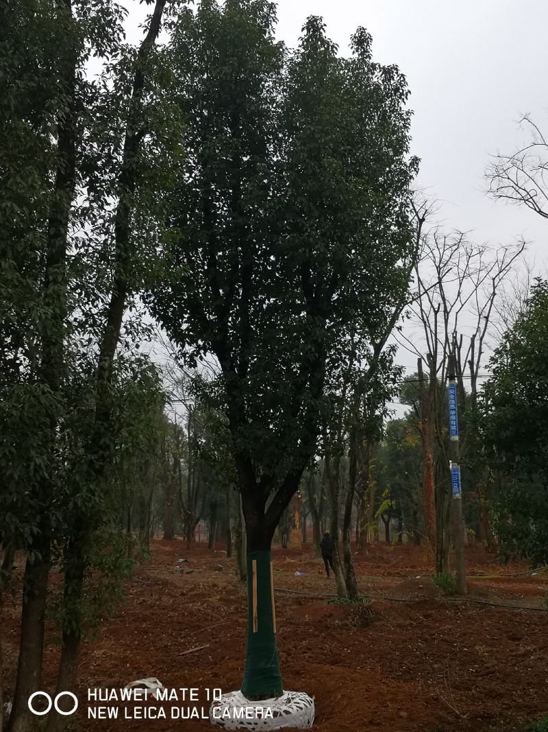 30公分骨架移栽香樟苗圃直供一手货源