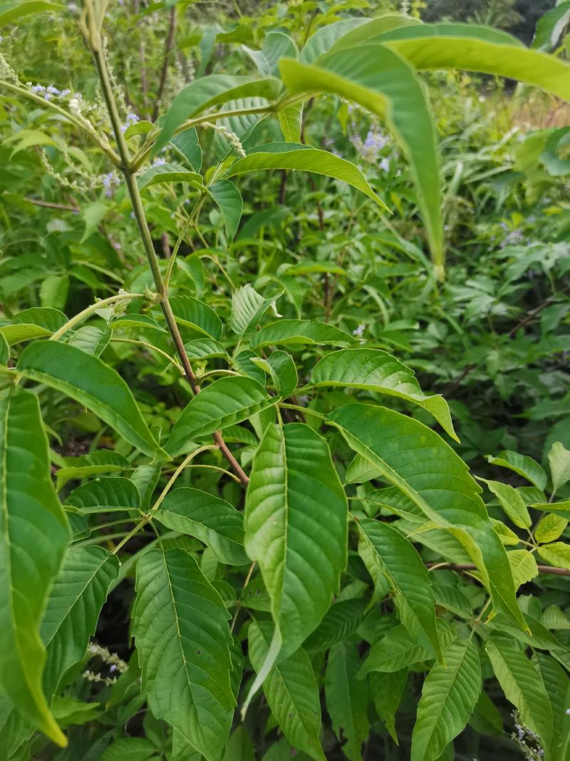 草珊瑚/肿节风/九节茶/满山香/野生草珊瑚/