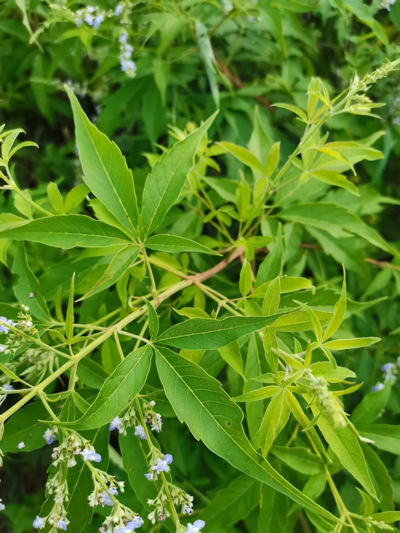 草珊瑚/肿节风/九节茶/满山香/野生草珊瑚/