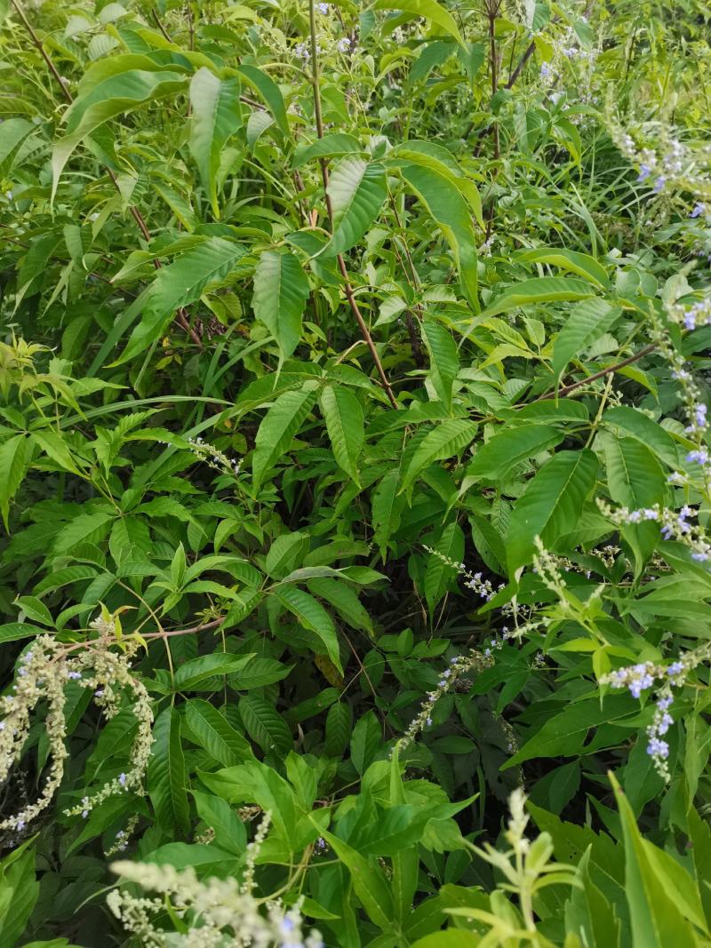 草珊瑚/肿节风/九节茶/满山香/野生草珊瑚/