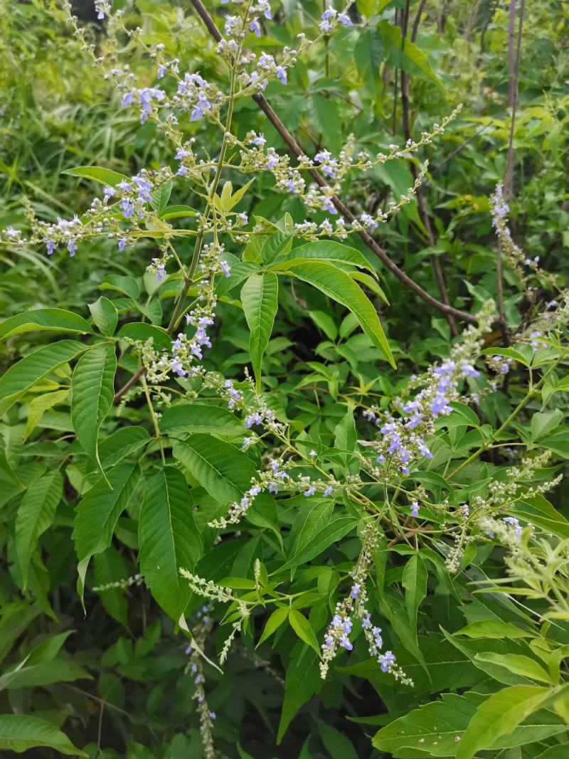 草珊瑚/肿节风/九节茶/满山香/野生草珊瑚/