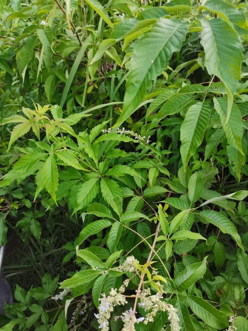 草珊瑚/肿节风/九节茶/满山香/野生草珊瑚/