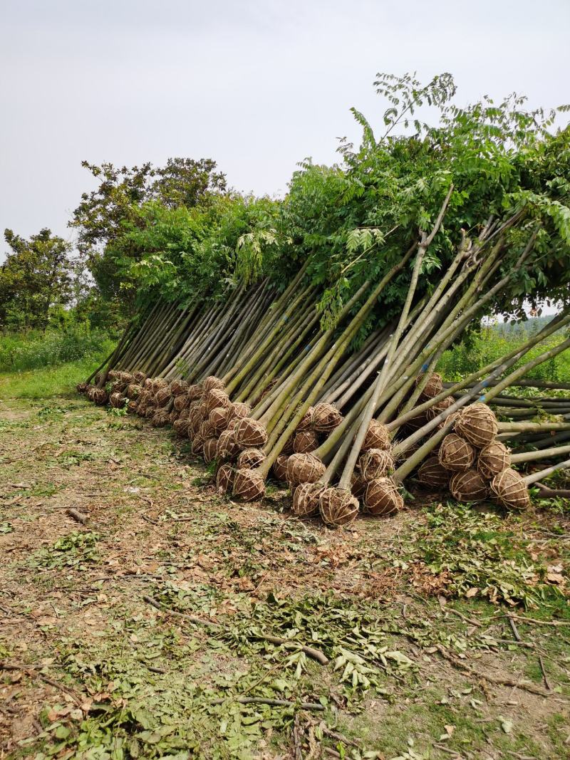 栾树6公分8公分10公分栾树价格，栾树，