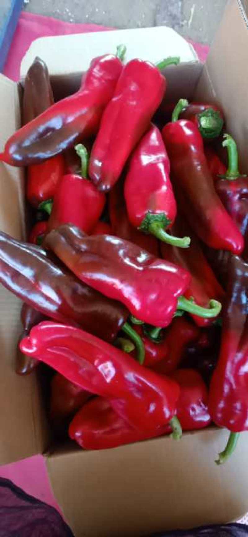 大量供应大棚红泡椒美人椒大量有货持续到11月底