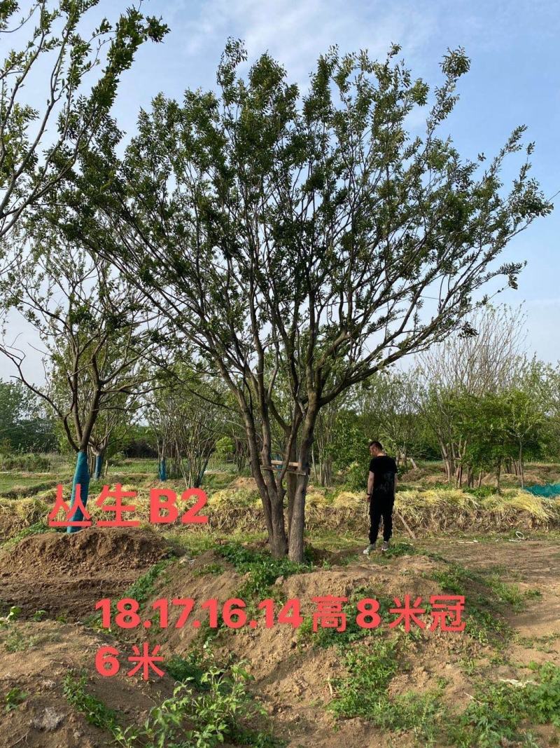 朴树10公分12公分朴树15公分朴树价格