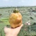 新鲜芡实(又名鸡头米，苏州品质)