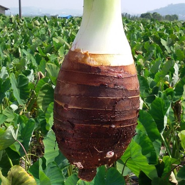 【精品】芋头广西荔浦大芋头香芋产地直发量大价优