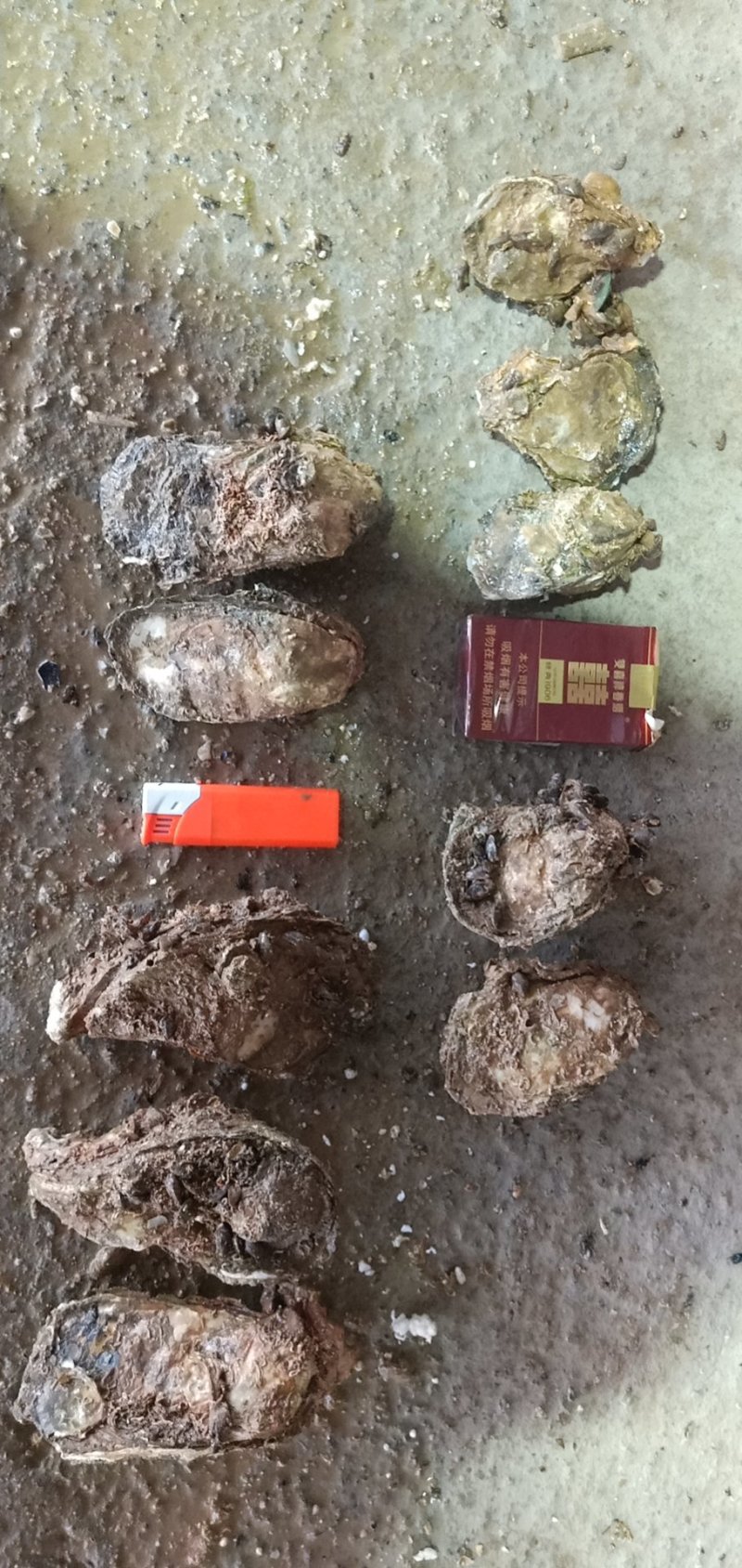 生蚝带壳批发零售烧烤档星级酒店饭店五毛一个起批。