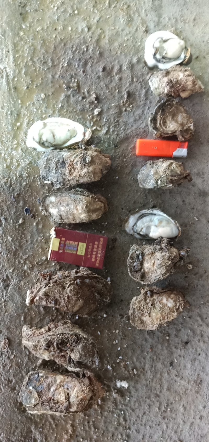 生蚝带壳批发零售烧烤档星级酒店饭店五毛一个起批。