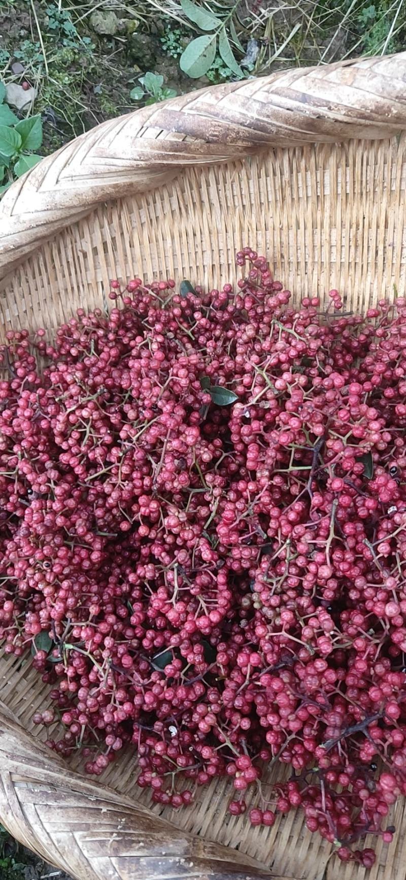 鲜花椒汉源贡椒味道特麻贡椒四川花椒