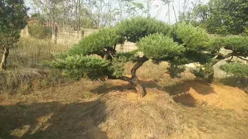 塔柏1米价格2米价格塔柏价格，1米5塔柏价格