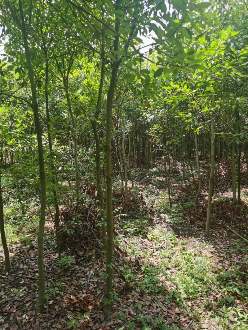 塔柏1米价格2米价格塔柏价格，1米5塔柏价格