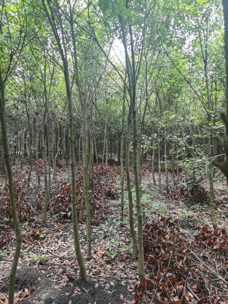 塔柏1米价格2米价格塔柏价格，1米5塔柏价格