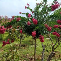 【紫薇】百日红，自家种植，量大从优，欢迎咨询