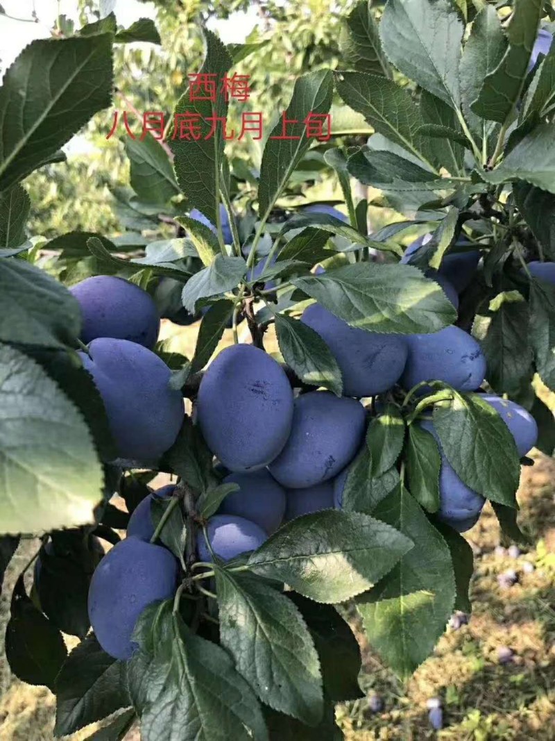 果形椭圆形颜色漂亮的女神李子苗现挖现卖的李子苗