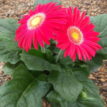 非洲菊四季菊多色可选适合庭院阳台的花卉