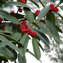 苦丁茶大叶冬青苦丁茶苦丁茶树基地苦丁茶小苗