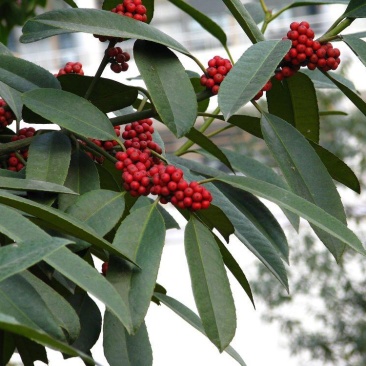 苦丁茶大叶冬青苦丁茶苦丁茶树基地苦丁茶小苗