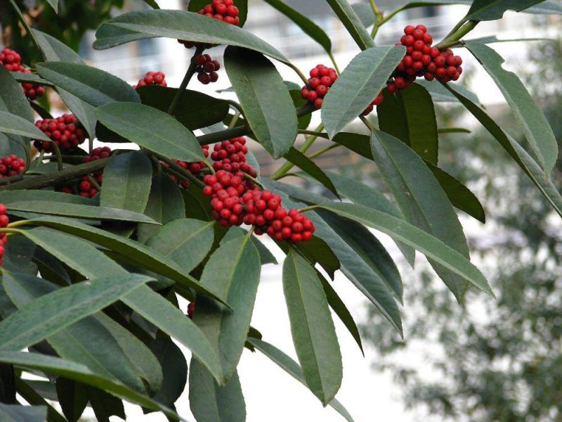苦丁茶大叶冬青苦丁茶苦丁茶树基地苦丁茶小苗