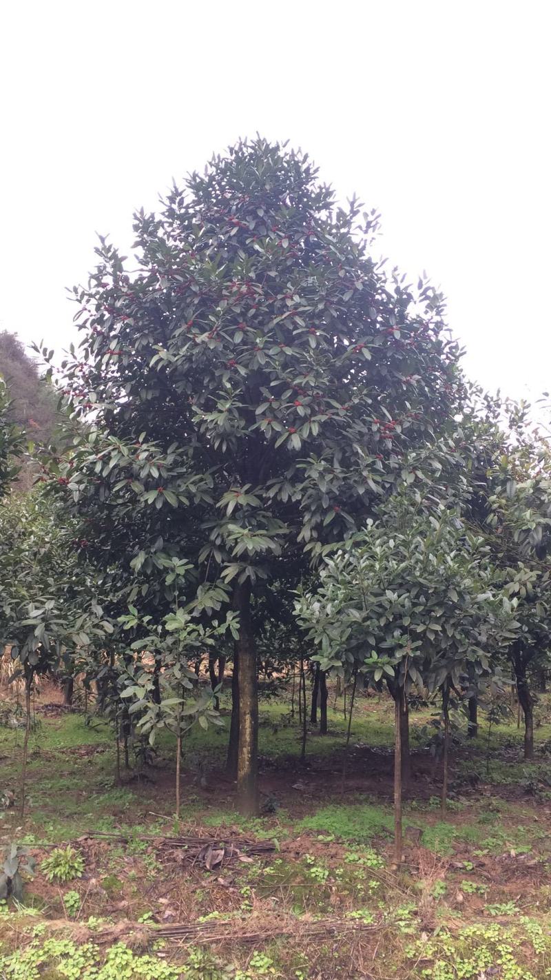 苦丁茶大叶冬青苦丁茶苦丁茶树基地苦丁茶小苗