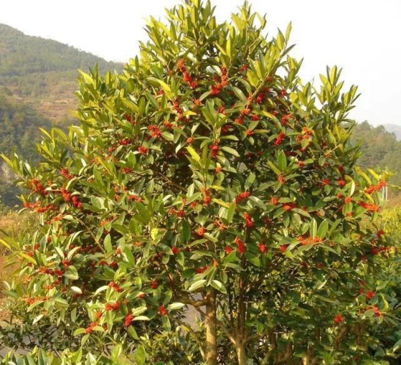 苦丁茶大叶冬青苦丁茶苦丁茶树基地苦丁茶小苗