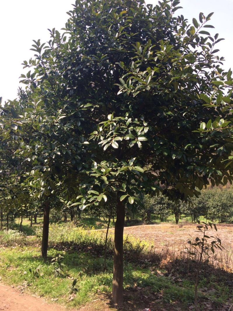 苦丁茶大叶冬青苦丁茶苦丁茶树基地苦丁茶小苗