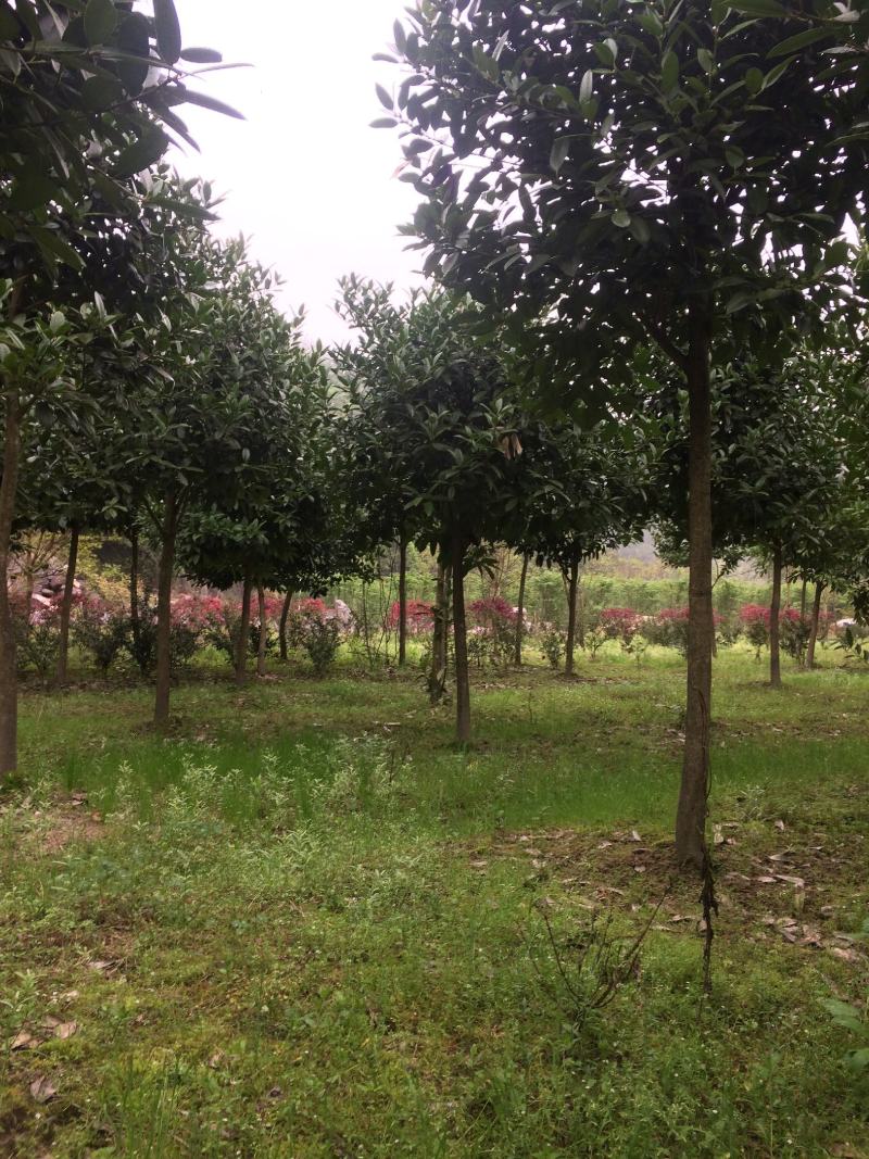 苦丁茶大叶冬青苦丁茶苦丁茶树基地苦丁茶小苗