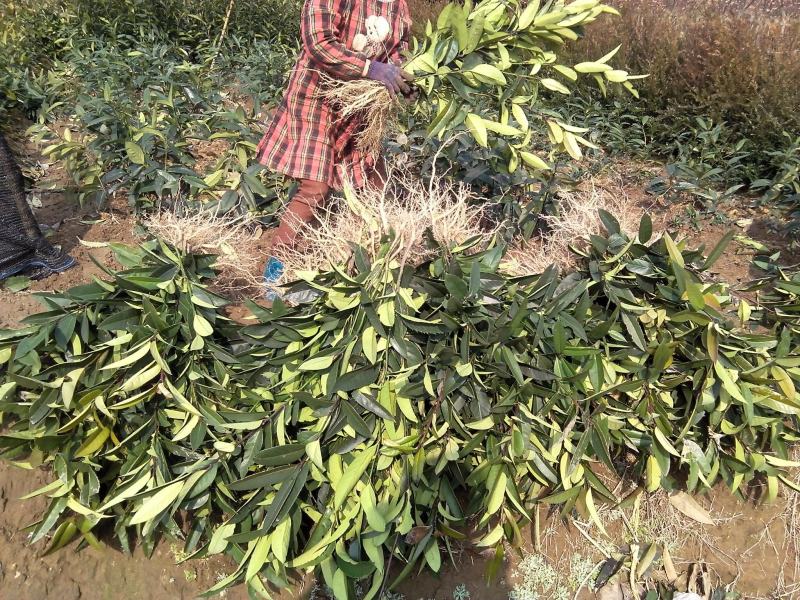 苦丁茶大叶冬青苦丁茶苦丁茶树基地苦丁茶小苗