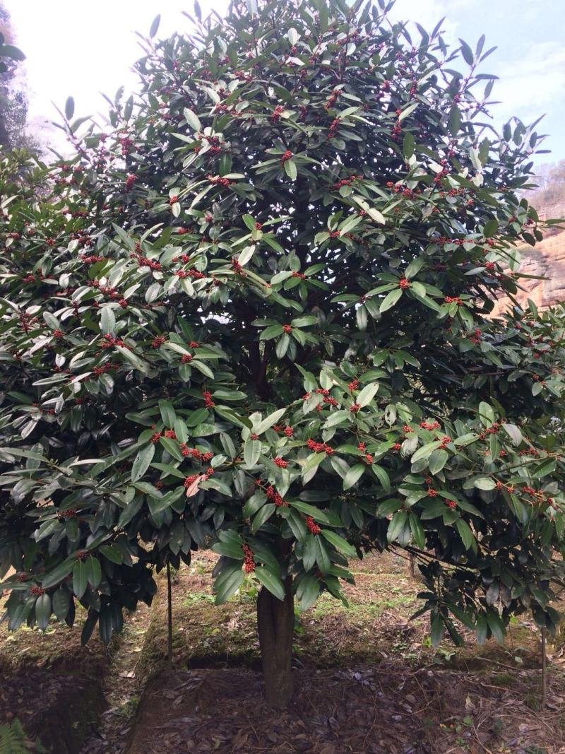 苦丁茶大叶冬青苦丁茶苦丁茶树基地苦丁茶小苗