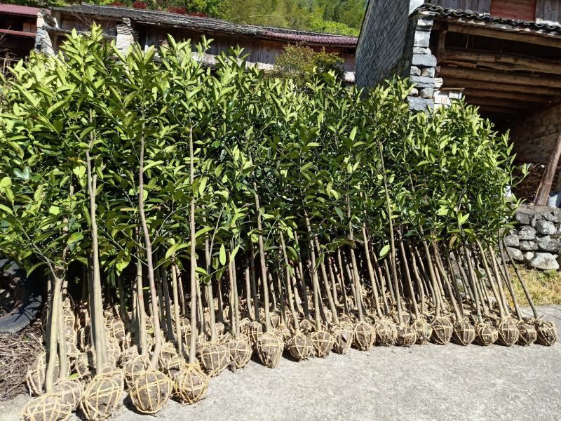 苦丁茶大叶冬青苦丁茶苦丁茶树基地苦丁茶小苗