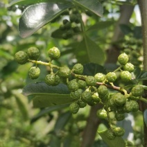 云南鲁甸九叶青花椒干花椒