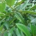 苦丁茶大叶冬青苦丁茶苦丁茶树基地苦丁茶小苗