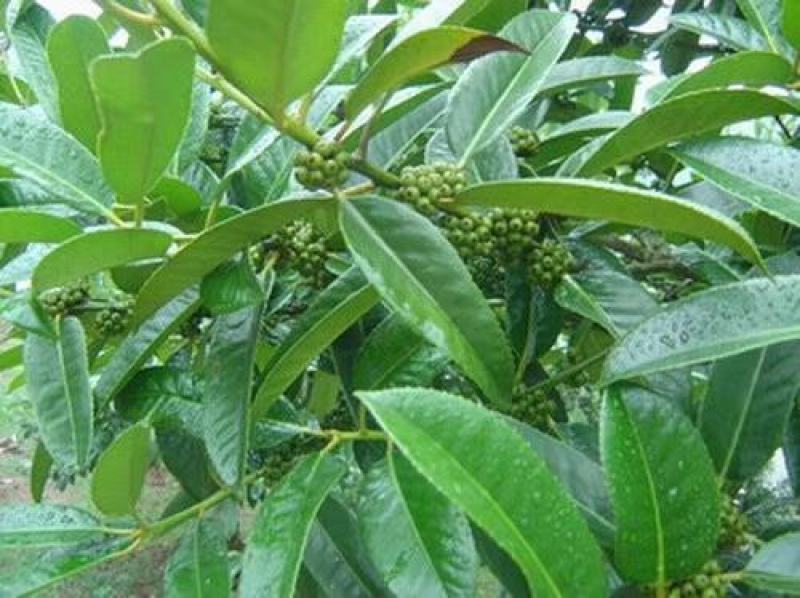 苦丁茶大叶冬青苦丁茶苦丁茶树基地苦丁茶小苗