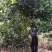 苦丁茶大叶冬青苦丁茶苦丁茶树基地苦丁茶小苗