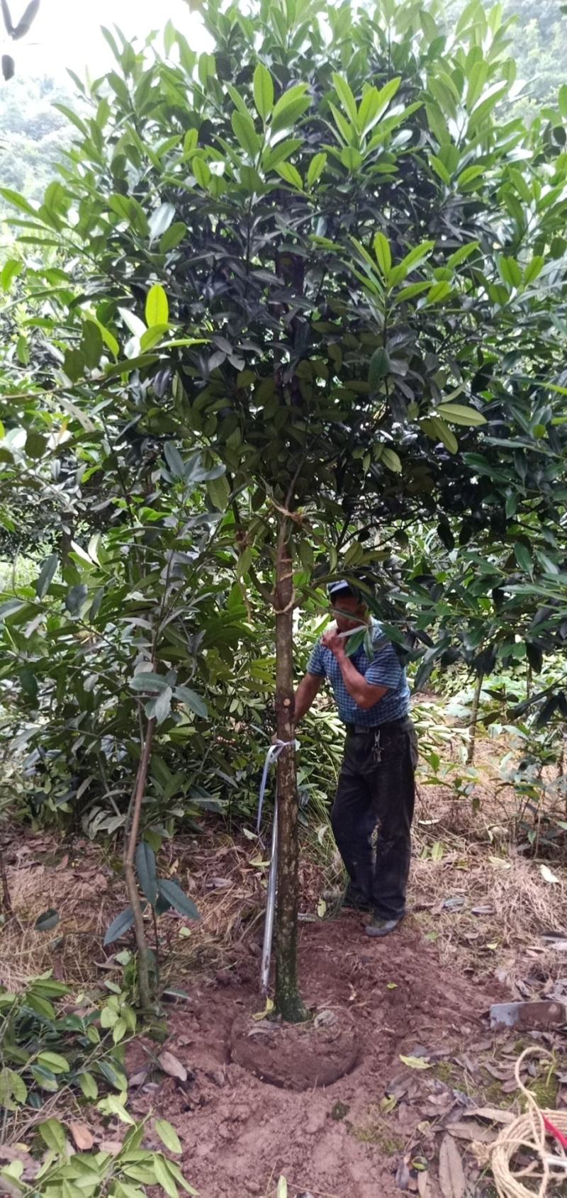 苦丁茶大叶冬青苦丁茶苦丁茶树基地苦丁茶小苗