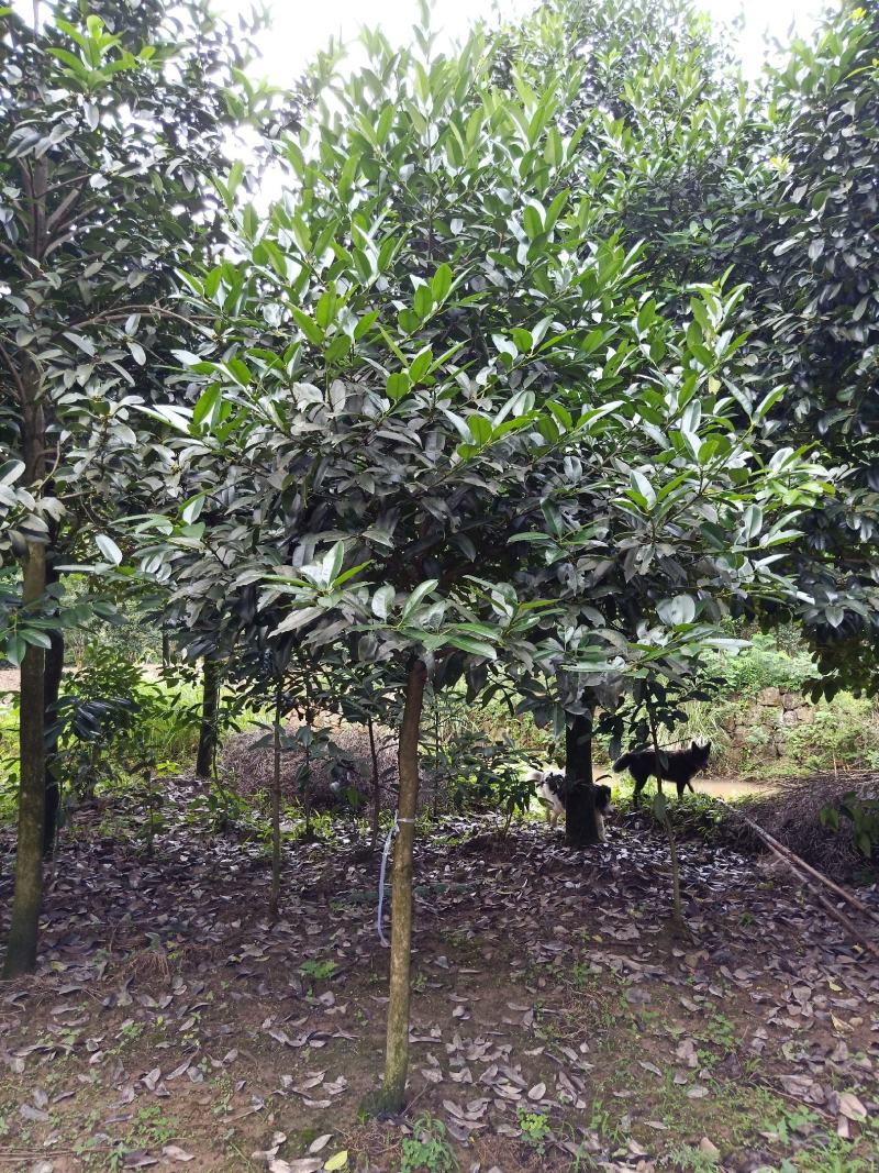 苦丁茶大叶冬青苦丁茶苦丁茶树基地苦丁茶小苗