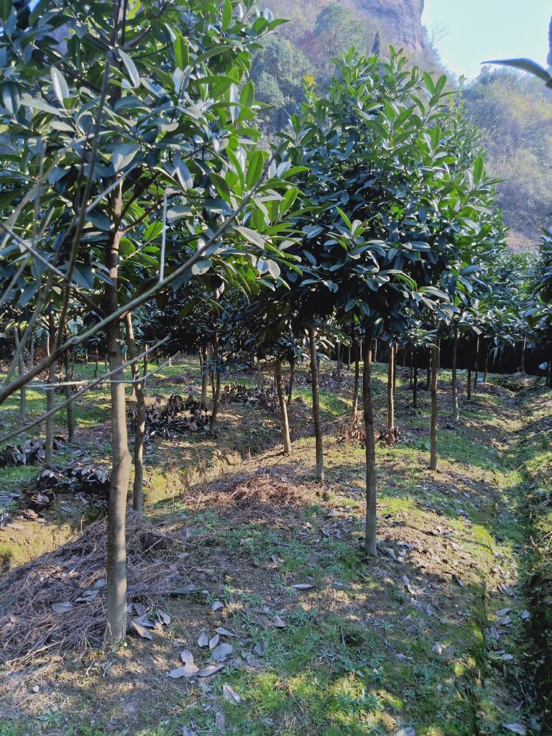 苦丁茶大叶冬青苦丁茶苦丁茶树基地苦丁茶小苗