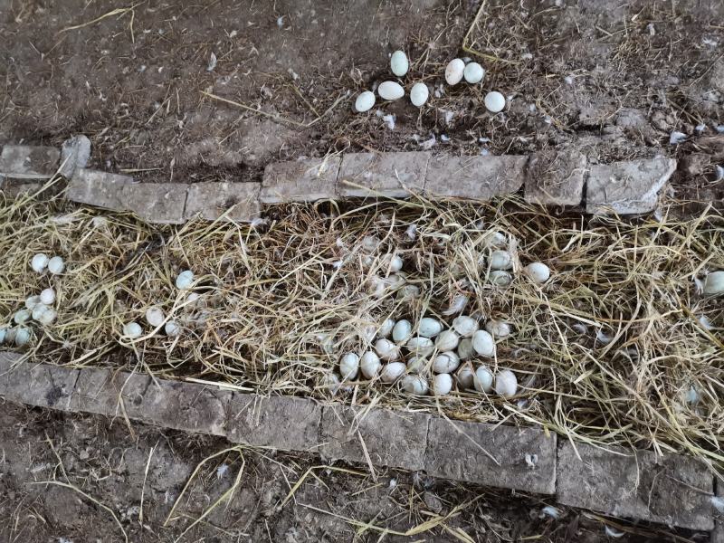 全部散养农家正宗土鸭蛋