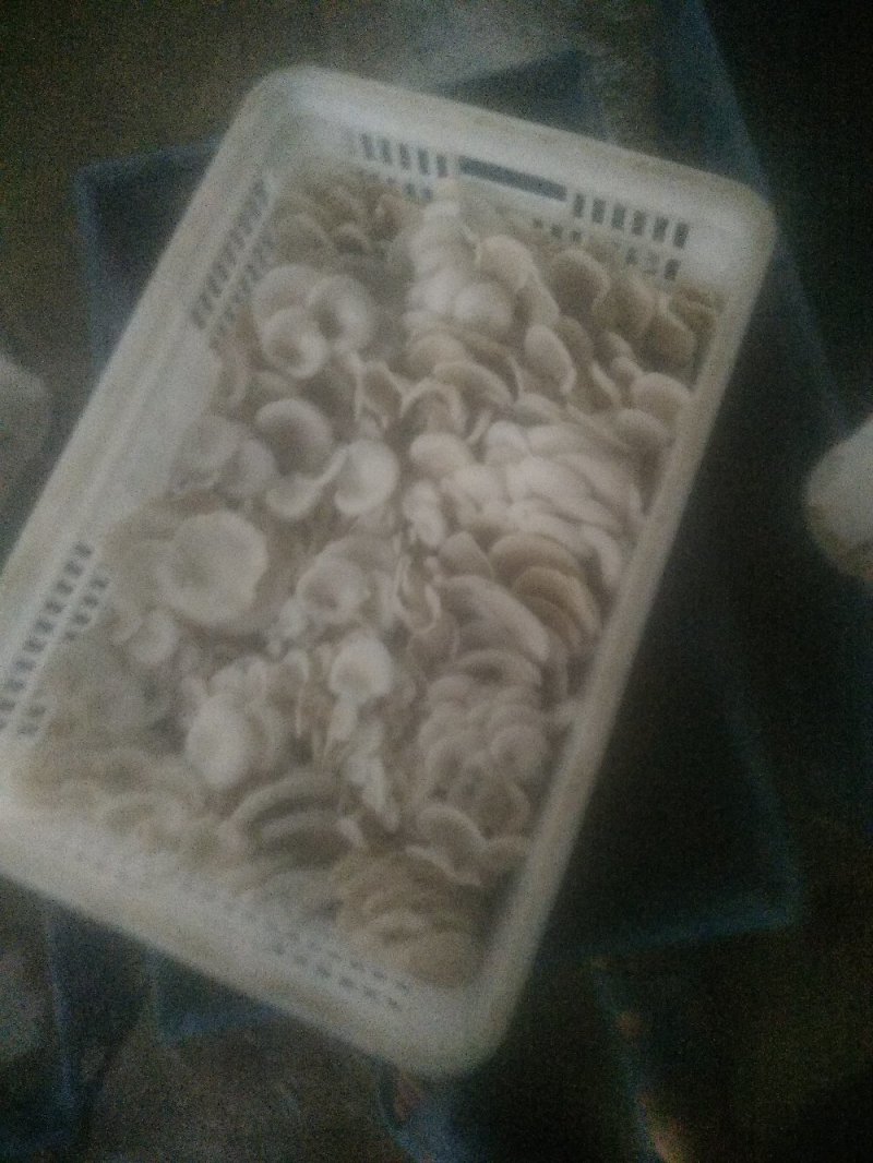 蘑菇平菇欢迎新老客户洽谈大量上市欢迎前来合作，现采现卖，