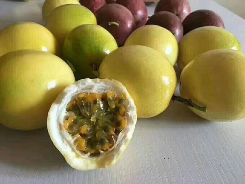 长期供应北流黄金百香果，统货，大果多！